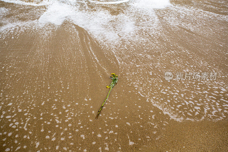 沙滩上被海浪冲刷的花枝