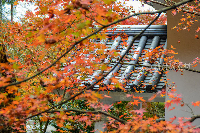 日本京都的秋叶和树叶