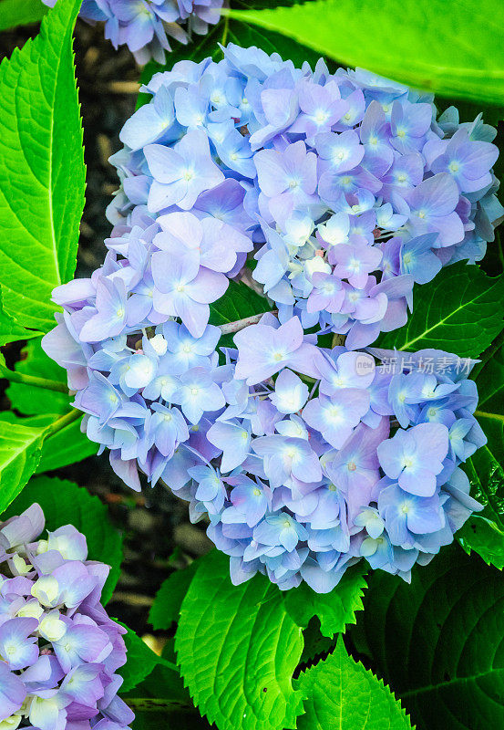 漂亮的蓝色绣球花