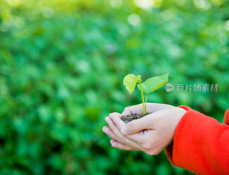 手中有小植物