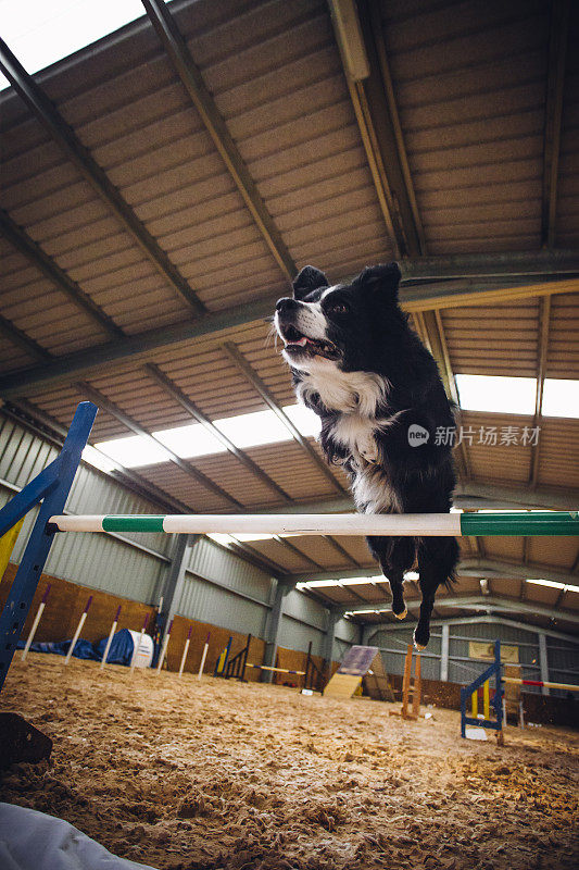 博德牧羊犬敏捷性测试