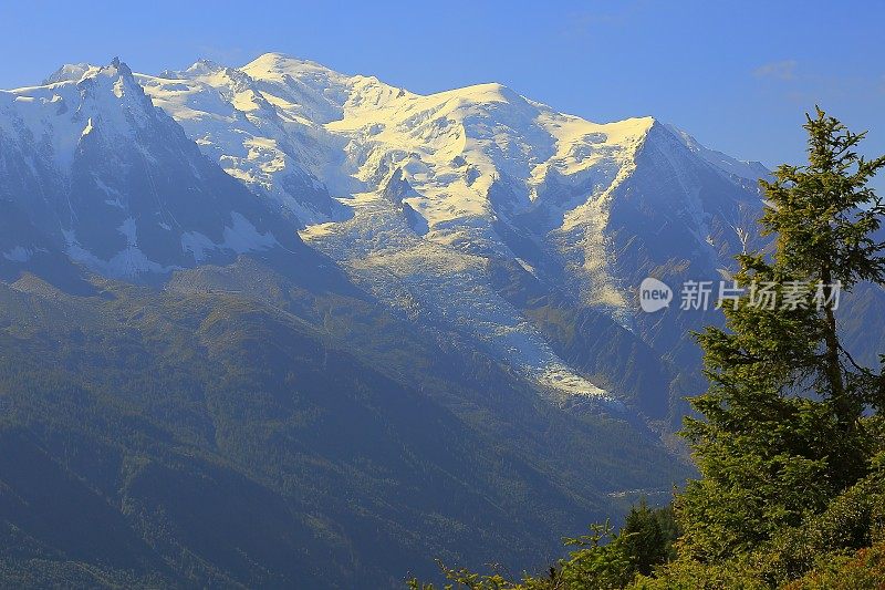 勃朗峰乡间高山景观，孤独的松树-夏蒙尼阿尔卑斯山