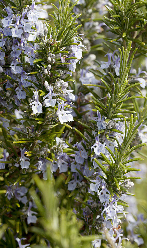 迷迭香(迷迭香属officinalis)