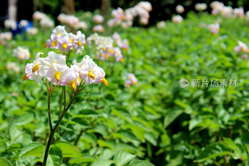 马铃薯植株生长在蔬菜园里，白色的马铃薯花形象