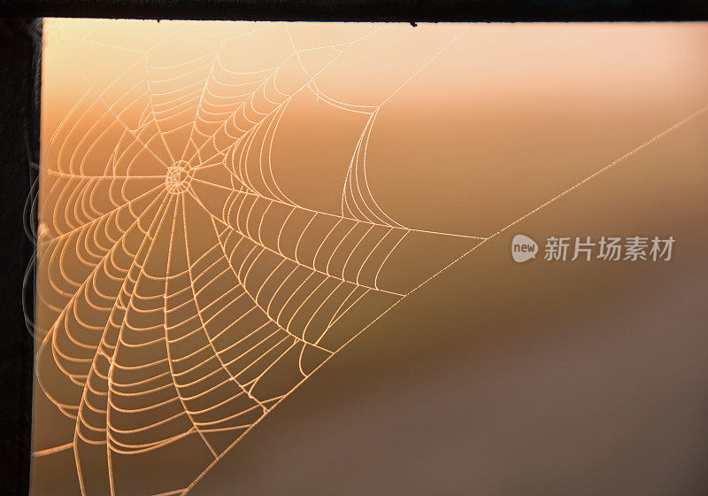 一个带有晨露的蜘蛛网的特写