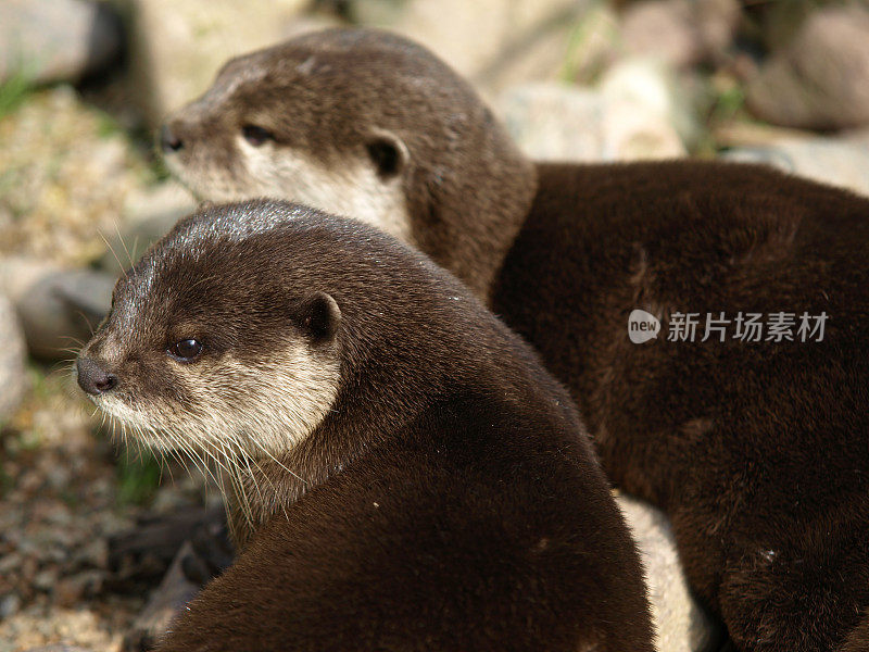 水獭的夫妇。