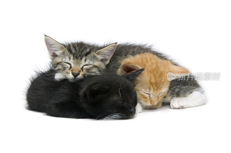 动物:孤立的小猫三人组