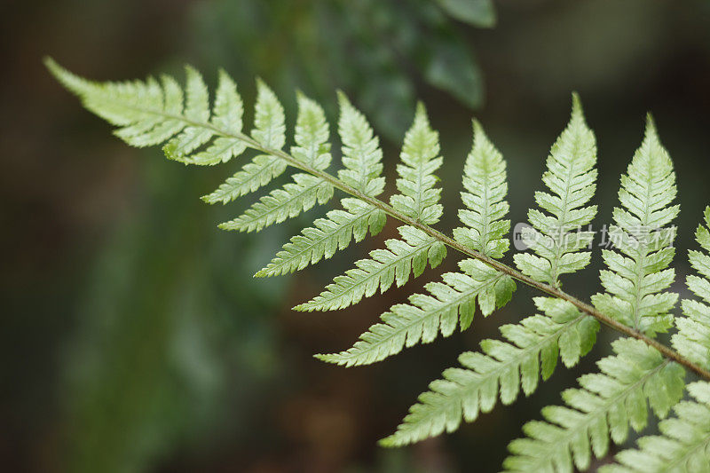 蕨类植物的叶子