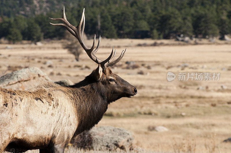 科罗拉多州落基山国家公园的公麋鹿