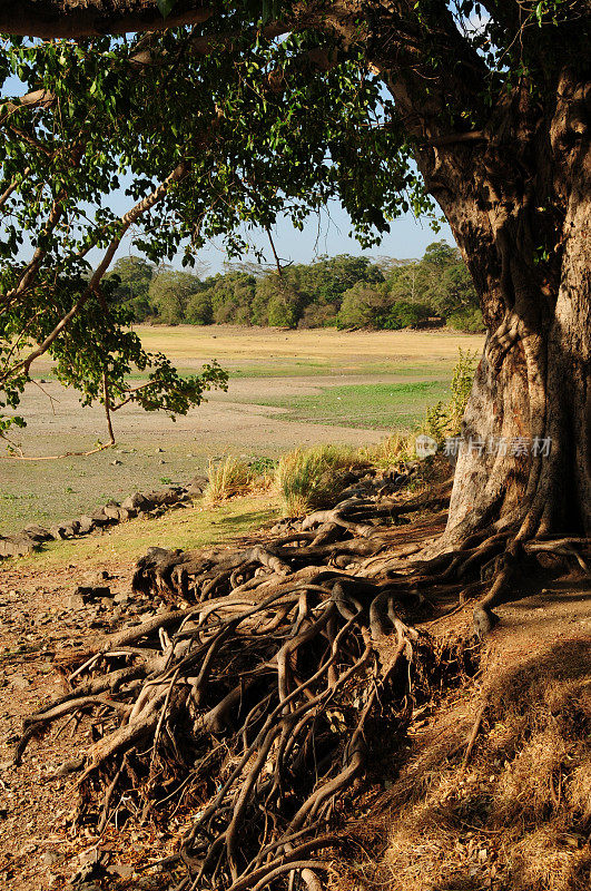 Polonnaruwa、斯里兰卡。