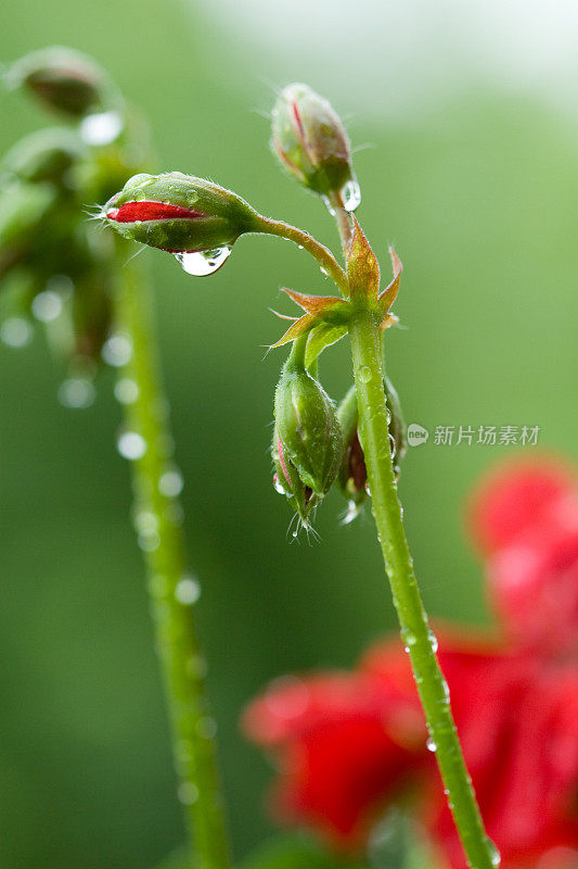 红色的花和水滴