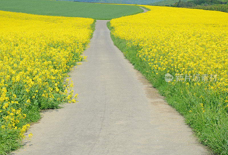 在春天，农场的道路穿过开花的油菜籽田