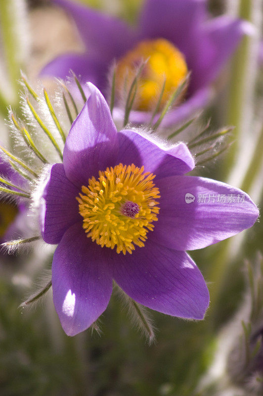 紫色白头翁花，银莲花