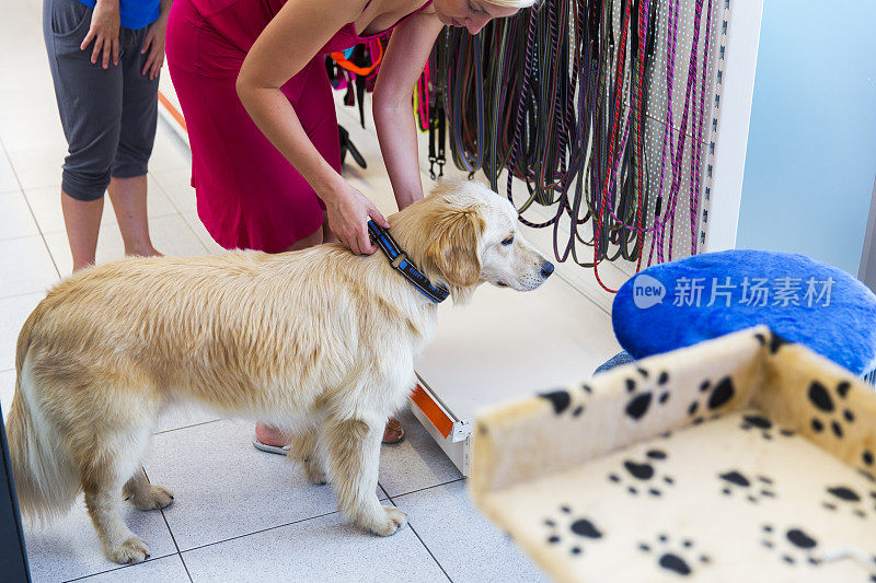 可爱的金毛猎犬和藏獒在宠物店