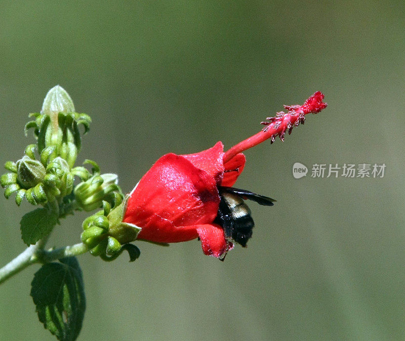 一朵红花中的蜜蜂