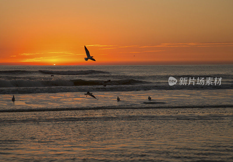 日出时的海鸥