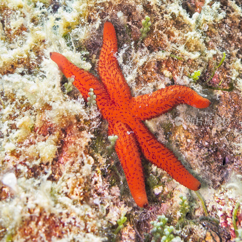 泰国，《海底红海星》