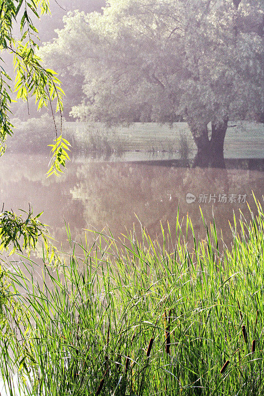 平静的夏季池塘和高大的芦苇草