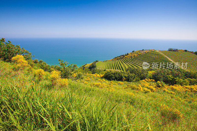 俯瞰意大利的山丘和葡萄园，朝向海岸线