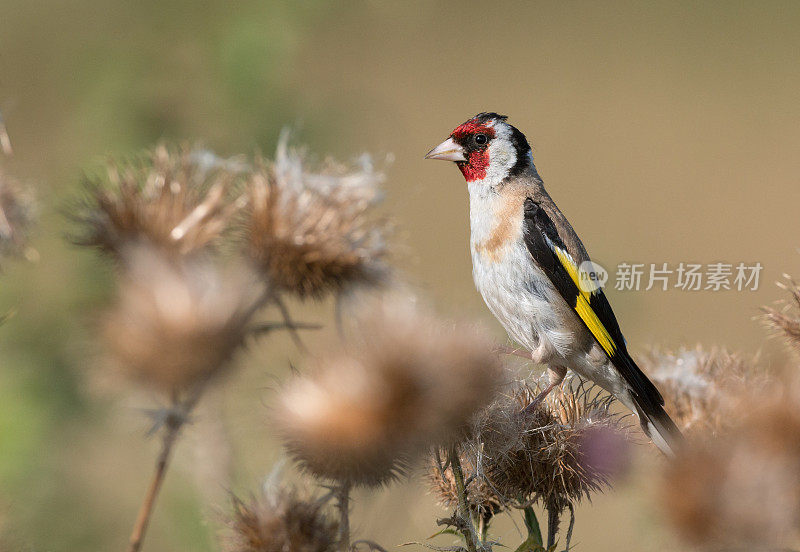 金雀（卡杜利斯卡杜利斯）