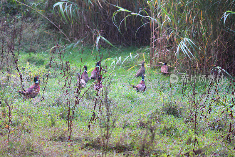 一种普通的环颈野鸡，在英国乡间田野觅食