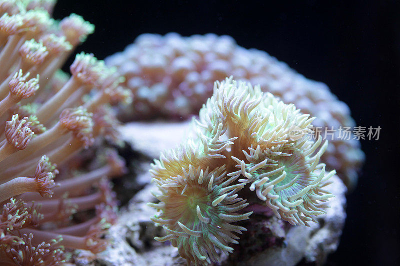 海水缸内的珊瑚