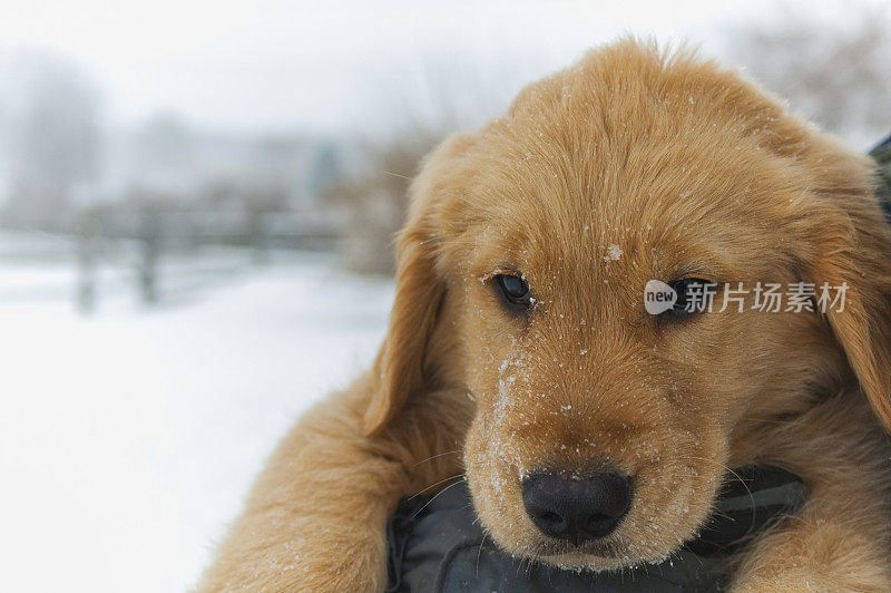 金毛寻回犬的小狗被抱在外面的雪地里