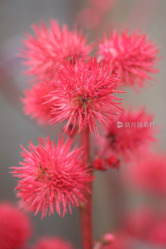 红色洗瓶刷(Callistemon)