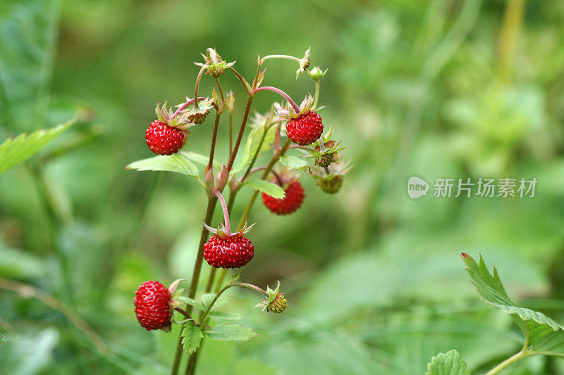 挪威的野生草莓