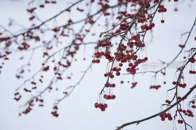 红莓迎雪