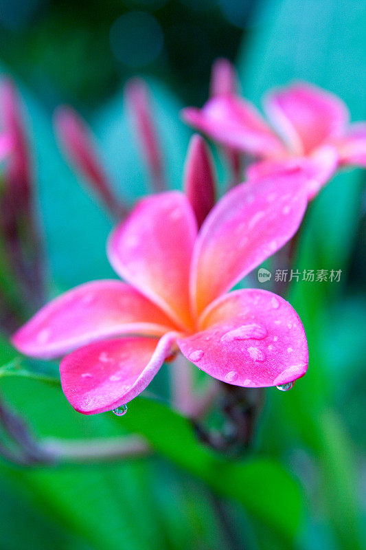 鸡蛋花近了，带着雨滴