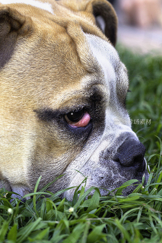 纯种斗牛犬，樱桃眼，第三眼睑外翻