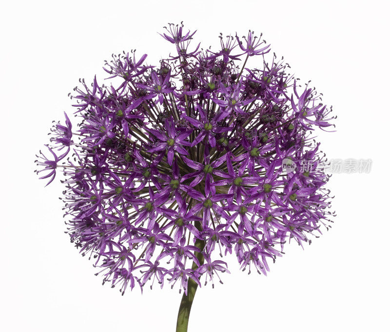 葱属植物紫色的花