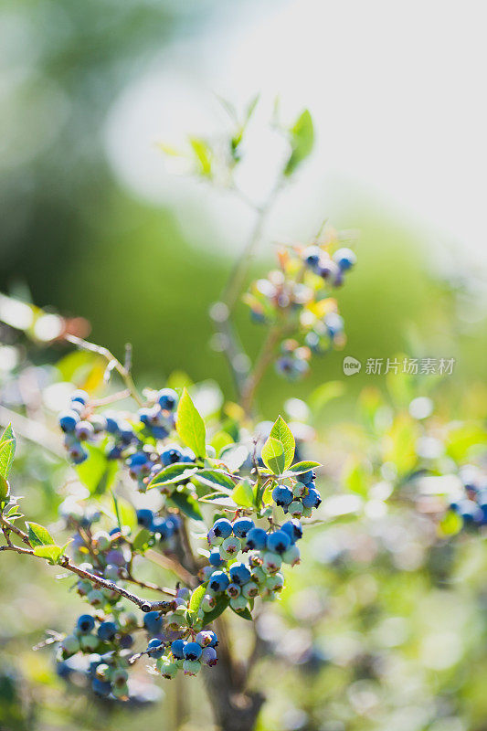 新鲜成熟的夏季本地种植的有机蓝莓