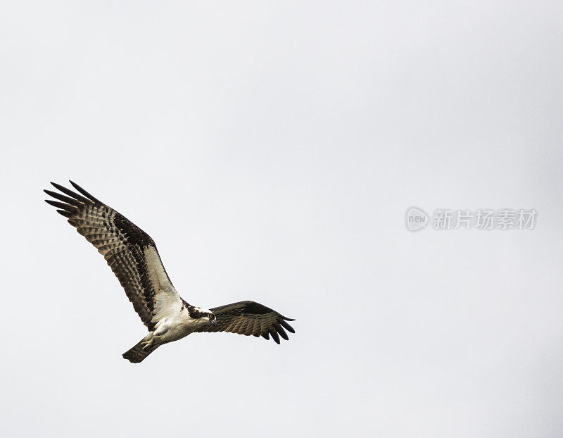 飞行中的鱼鹰在蒙特祖玛国家野生动物保护区