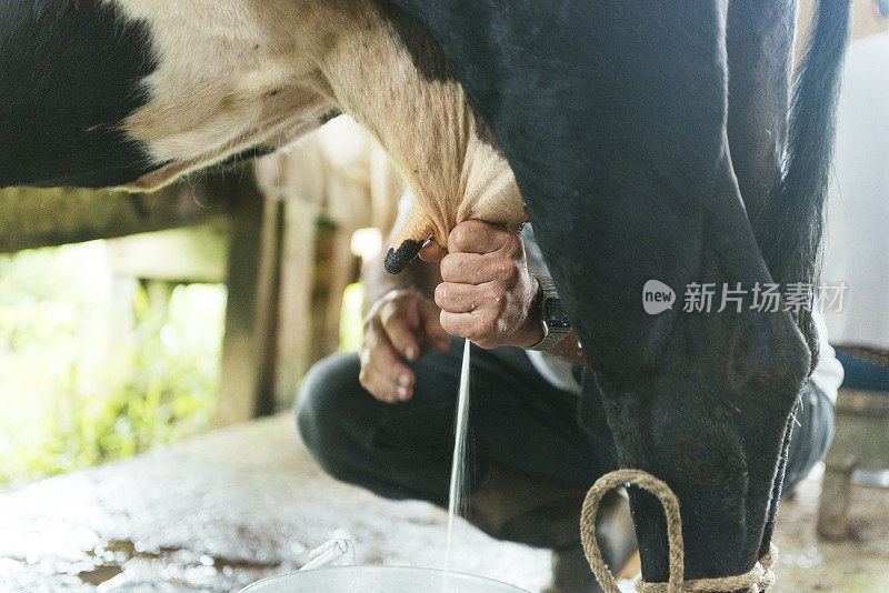 传统挤牛奶在哥斯达黎加农村中美洲农场