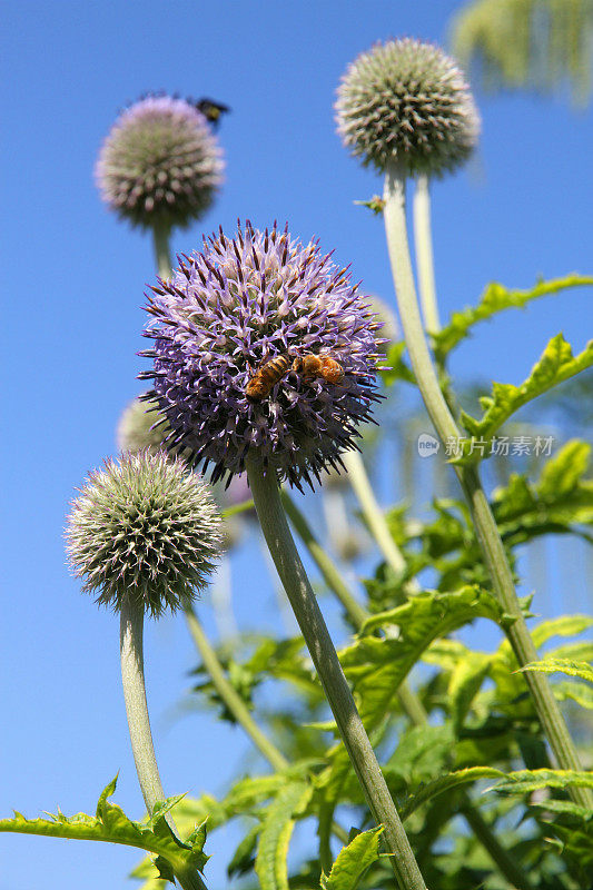 蜜蜂在紫锥菊植物上