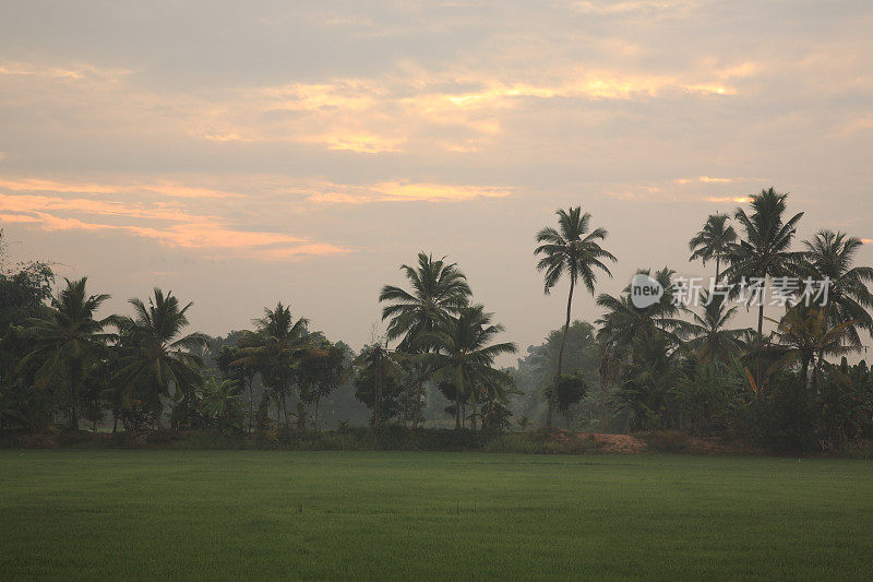 在印度喀拉拉邦的阿勒皮，喀拉拉邦落后的水域旁边的绿色稻田