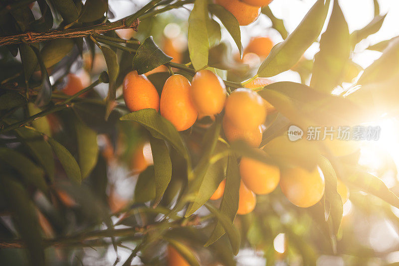 中国橘子-金橘