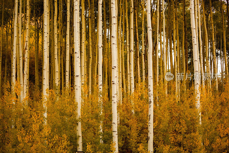 秋天的森林白杨树落下金色