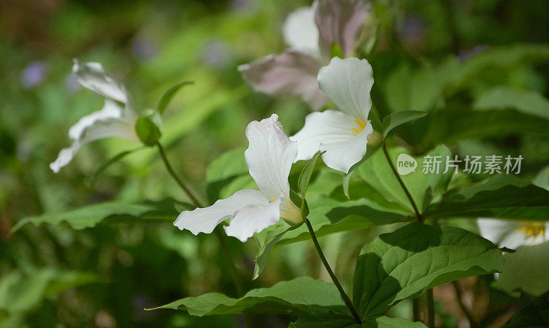 延龄草