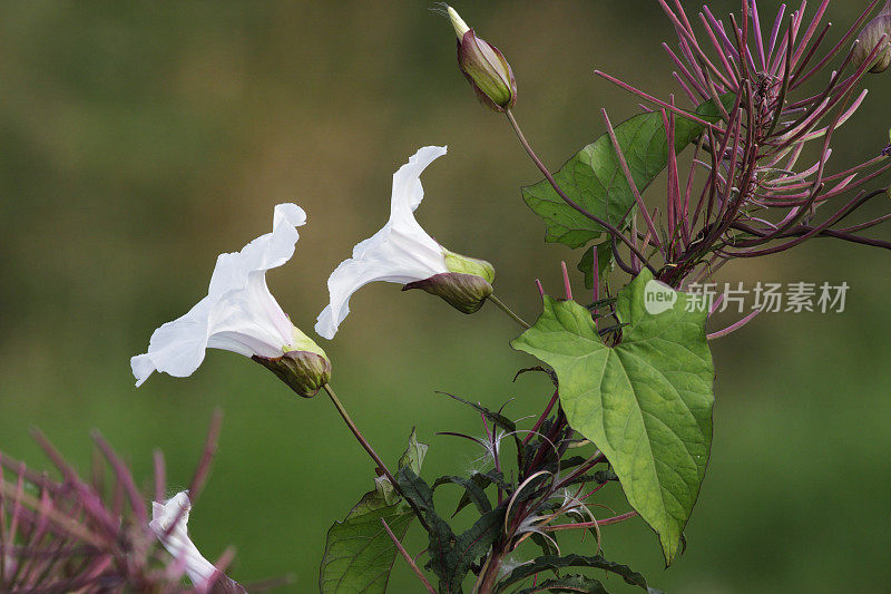 大旋花林白花侧视图