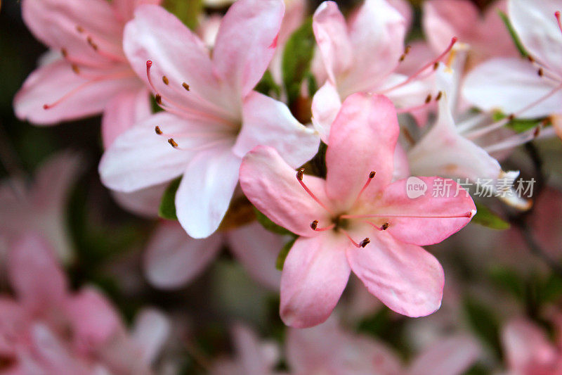五月杜鹃花“日光”盆景上的粉红色花朵图片