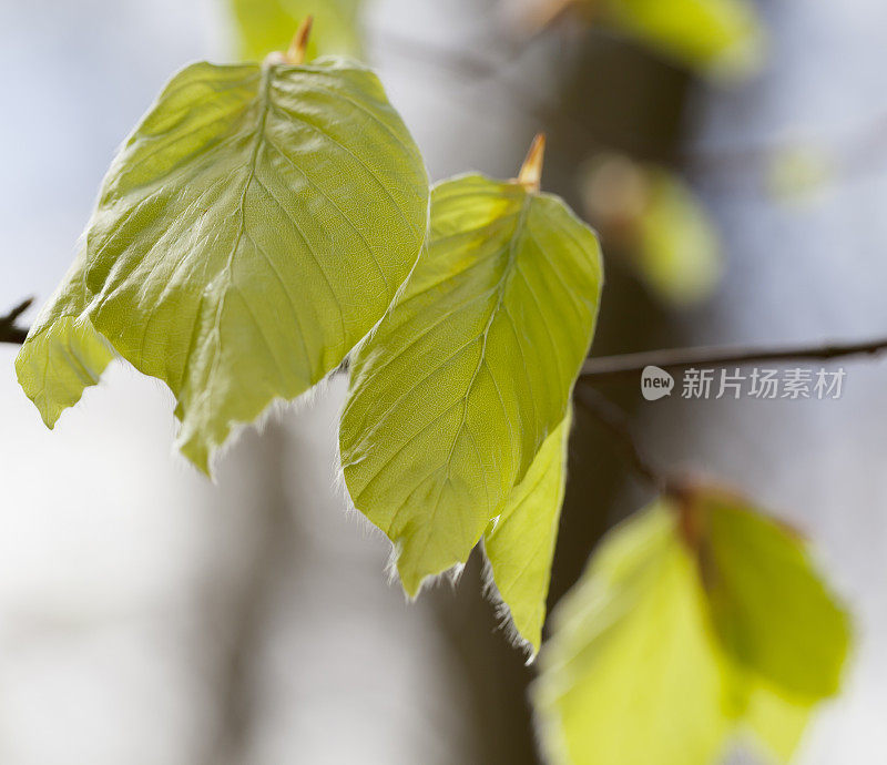 春季山毛榉林(鲜叶)