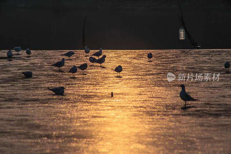 冬季日出时，海鸥在冰边休息