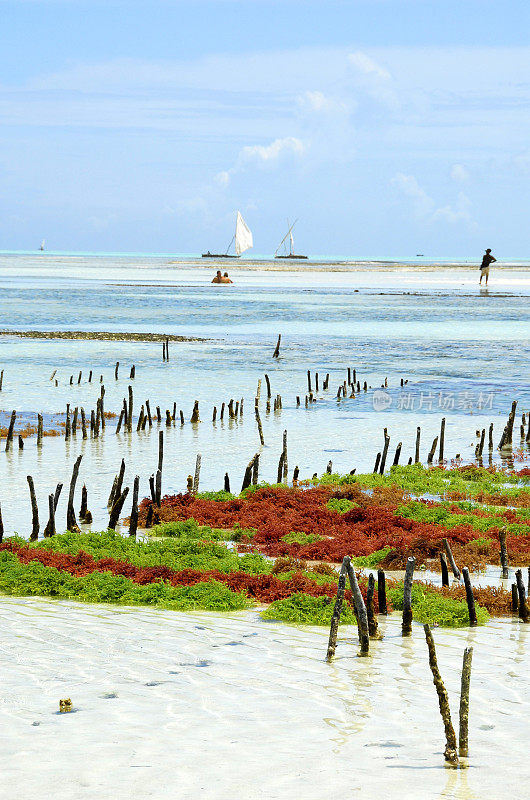 桑给巴尔岛东海岸的海藻农场。