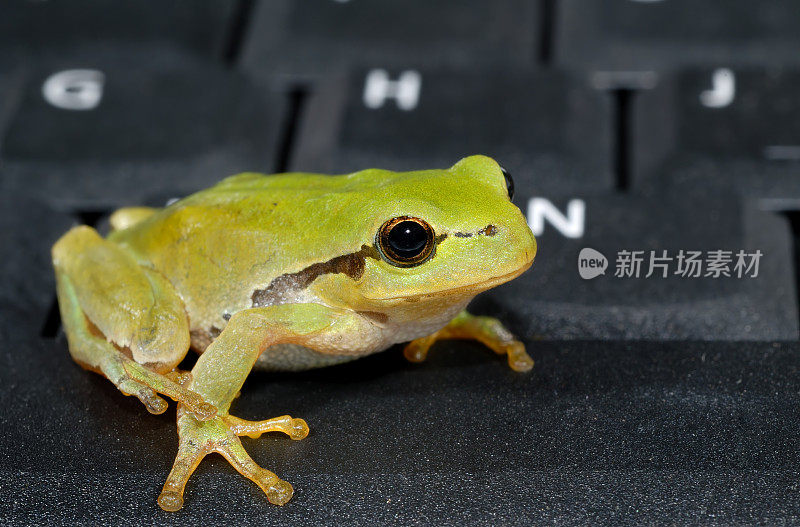 电脑键盘上的绿色青蛙-特写