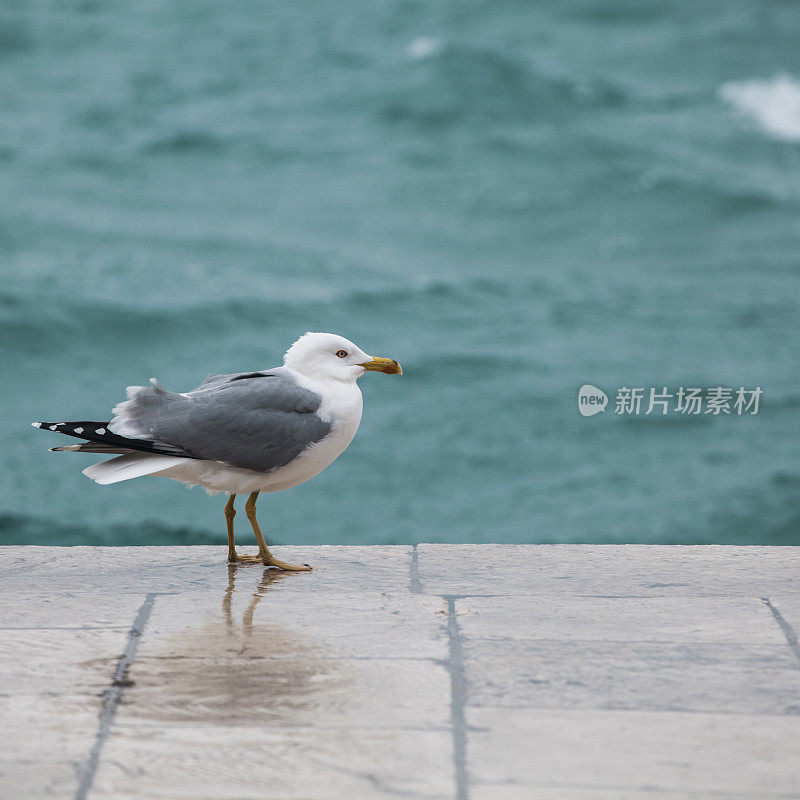 海鸥