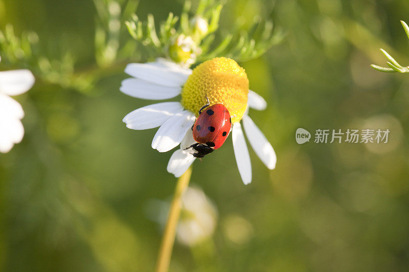 甘菊花上的瓢虫