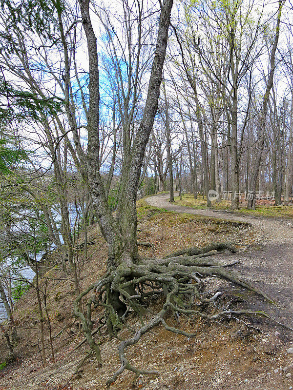 裸露的树根生长在堤岸山坡上，山下有水